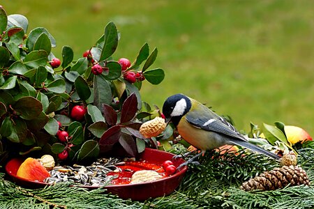 Parus major hunger meal