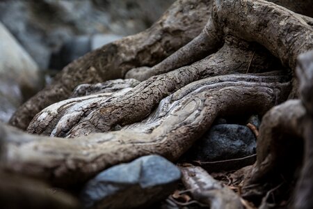 Roots tree plant