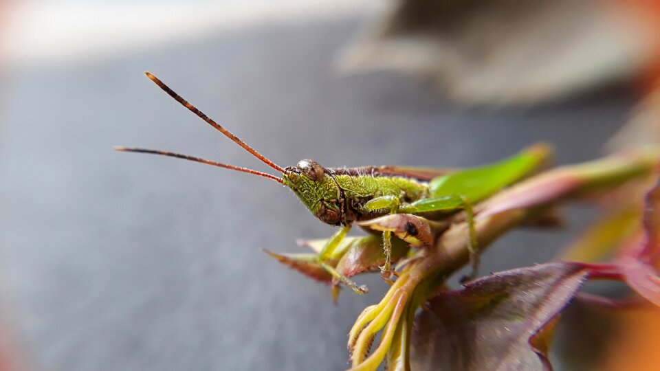 Outdoors flora wildlife photo