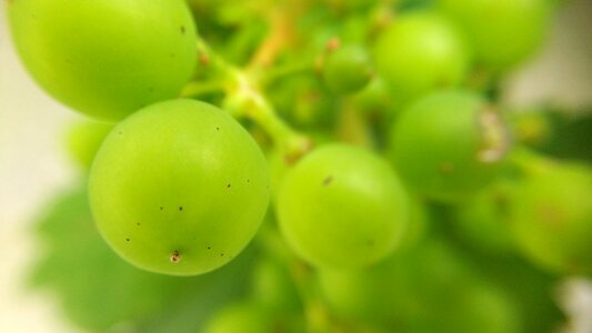 Fruit food green grape photo