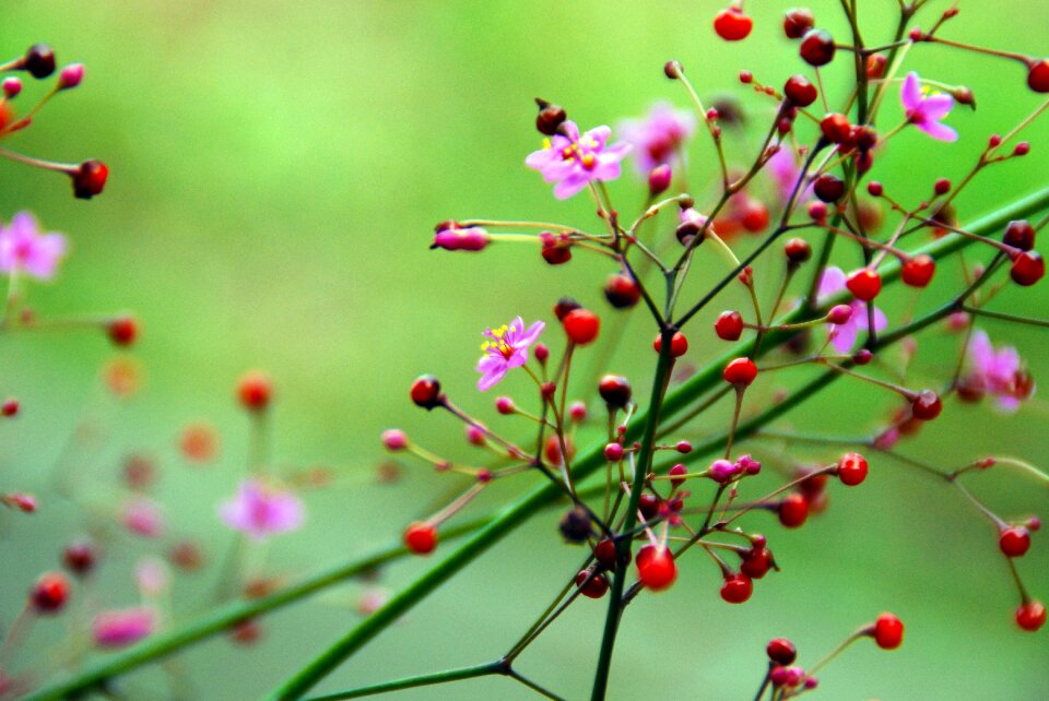 Pink flowers nature floral