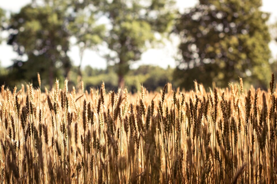 Harvest field plant