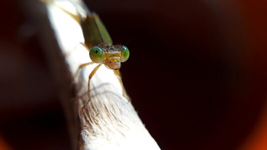 Animal outdoors side view