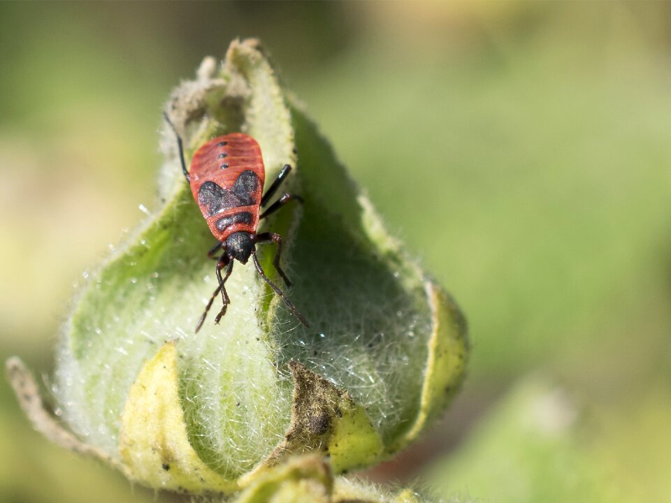 Color background insect