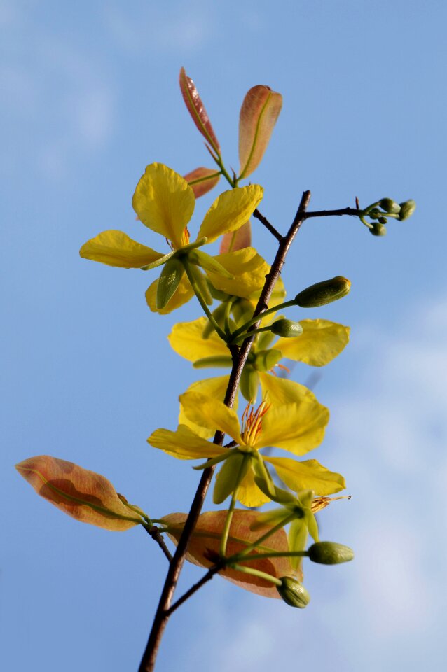 Spring yellow flowers natural