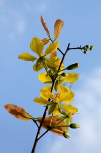Spring yellow flowers natural