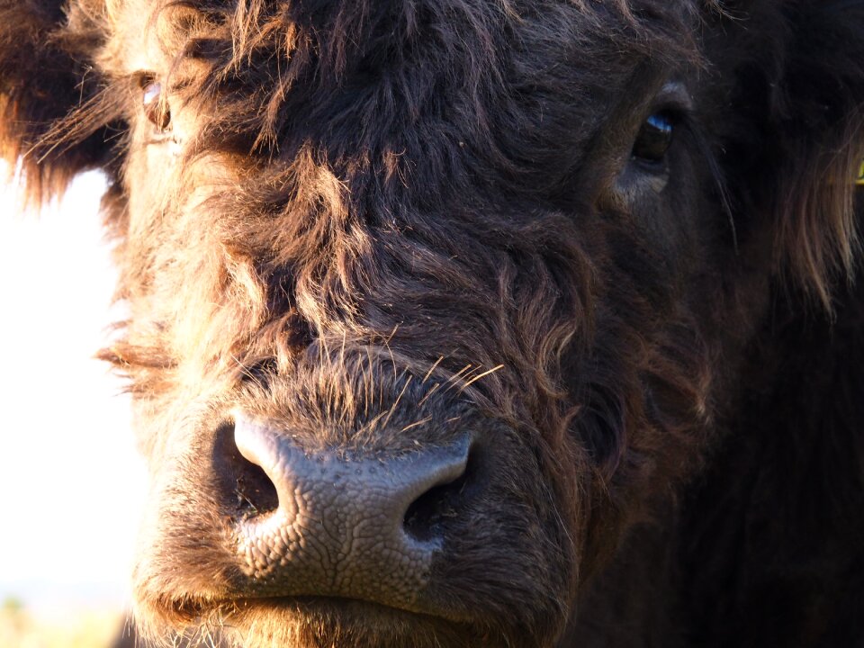 Pasture summer animal