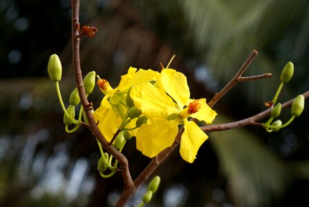 Spring yellow flowers natural