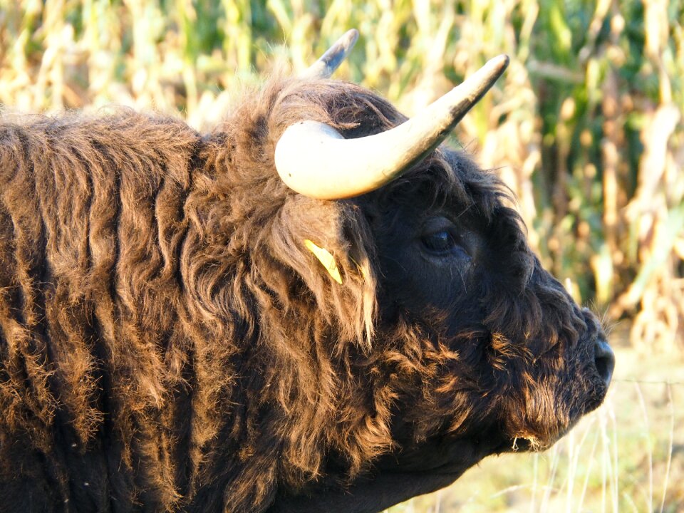 Pasture summer animal photo