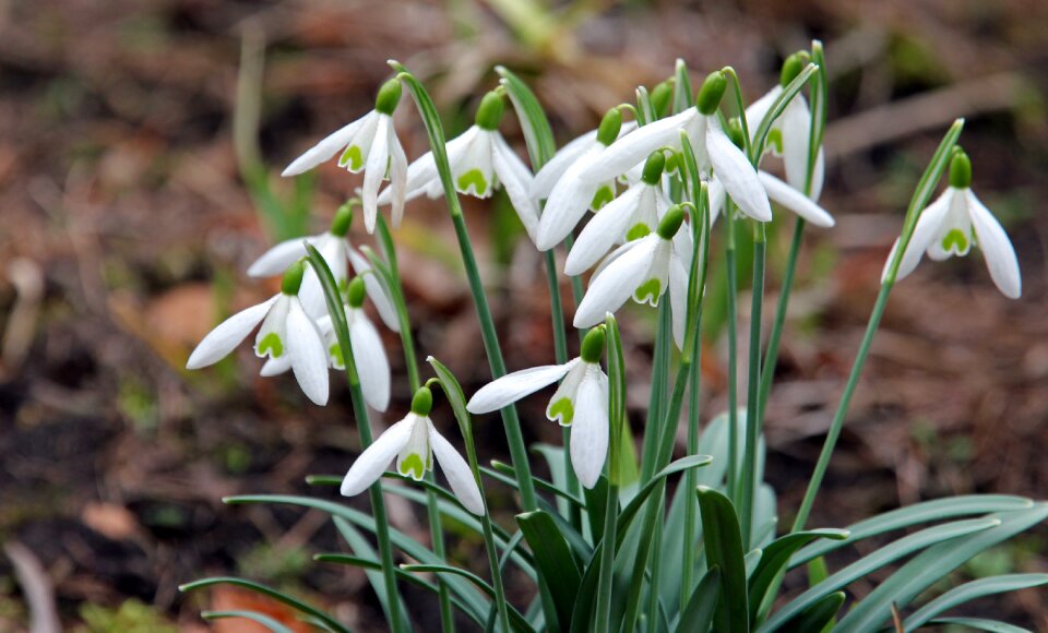 Plant outdoor snowdrop