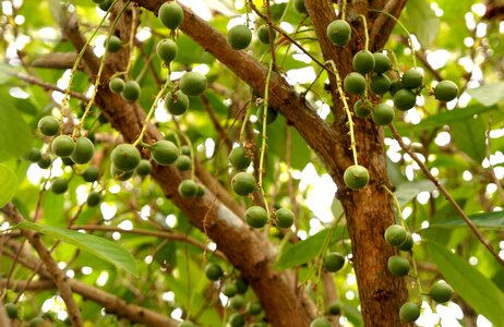 Tree green strawberry many left fruits