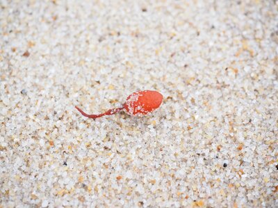 Sand sea red