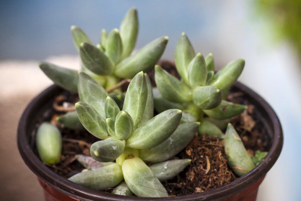 Leaf succulent garden photo