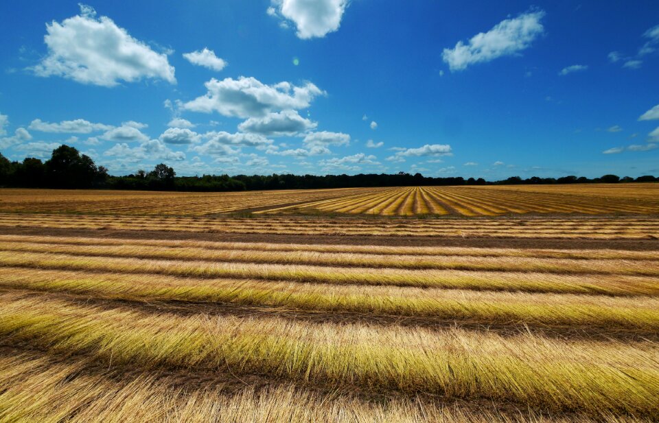 Harvest agriculture cereals