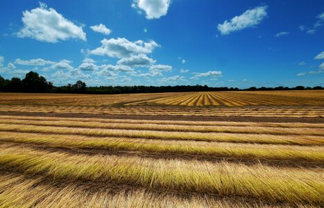 Harvest agriculture cereals photo