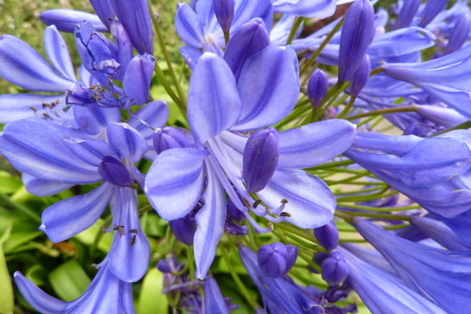 Agapanthus brittany nature