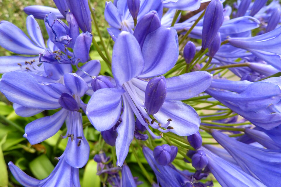 Agapanthus brittany nature photo