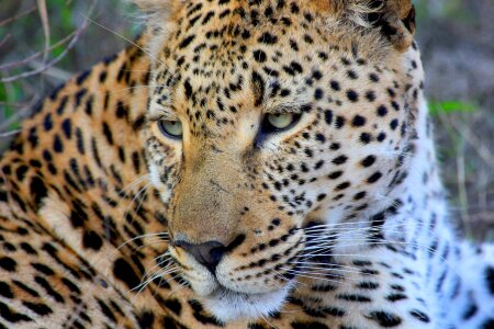 Animal wildlife cheetah