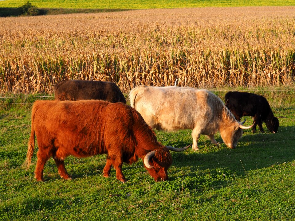 Pasture summer animal