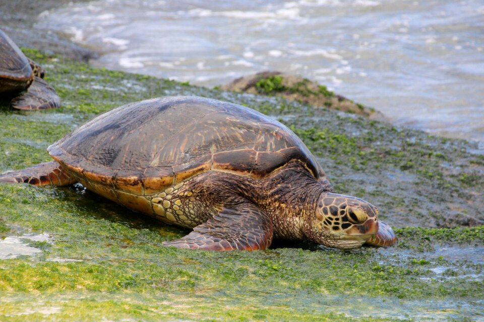 Reptile nature animal