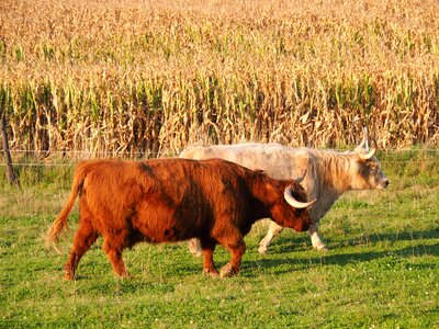 Pasture summer animal photo