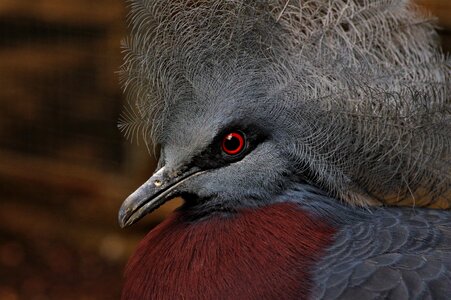 Animal nature beak photo