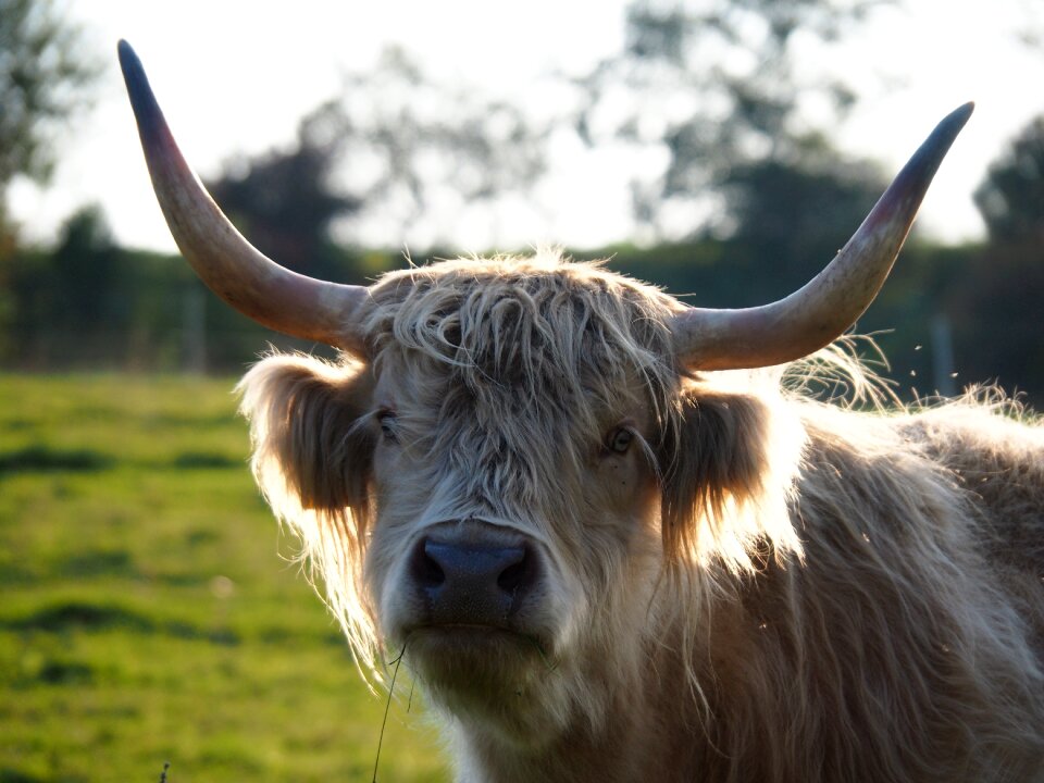 Pasture summer animal