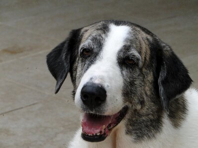 Pet canine pedigree photo