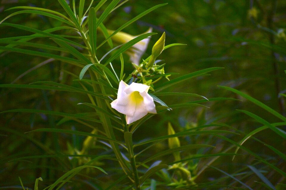 Bengal trumpet vine white flower green clock
