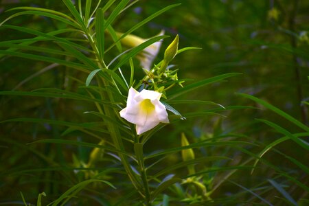 Bengal trumpet vine white flower green clock