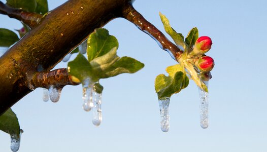 Frost irrigation apple tree apple blossom photo