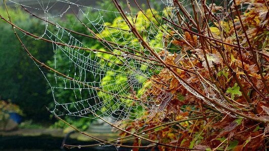 Web dew morgentau