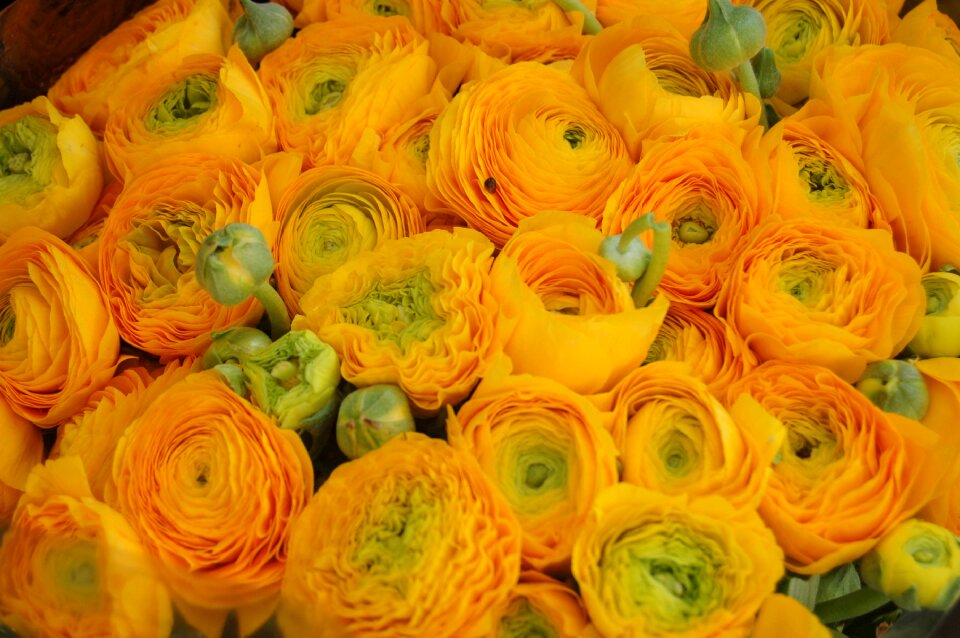 Yellow color flower flowers