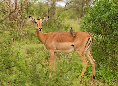 Antelope wildlife wild