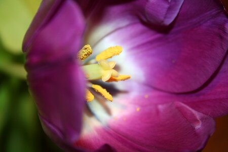 Flowers close up violet