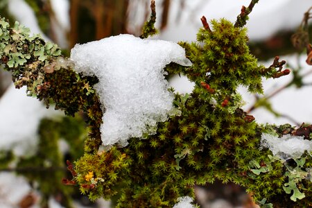 Moss snow macro photo