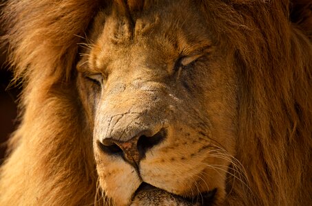 Close king nature