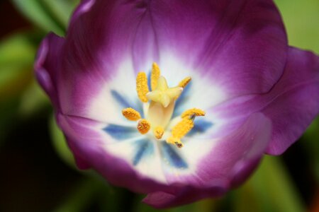 Flowers close up violet photo