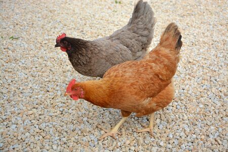 Poultry nature domestic animal photo