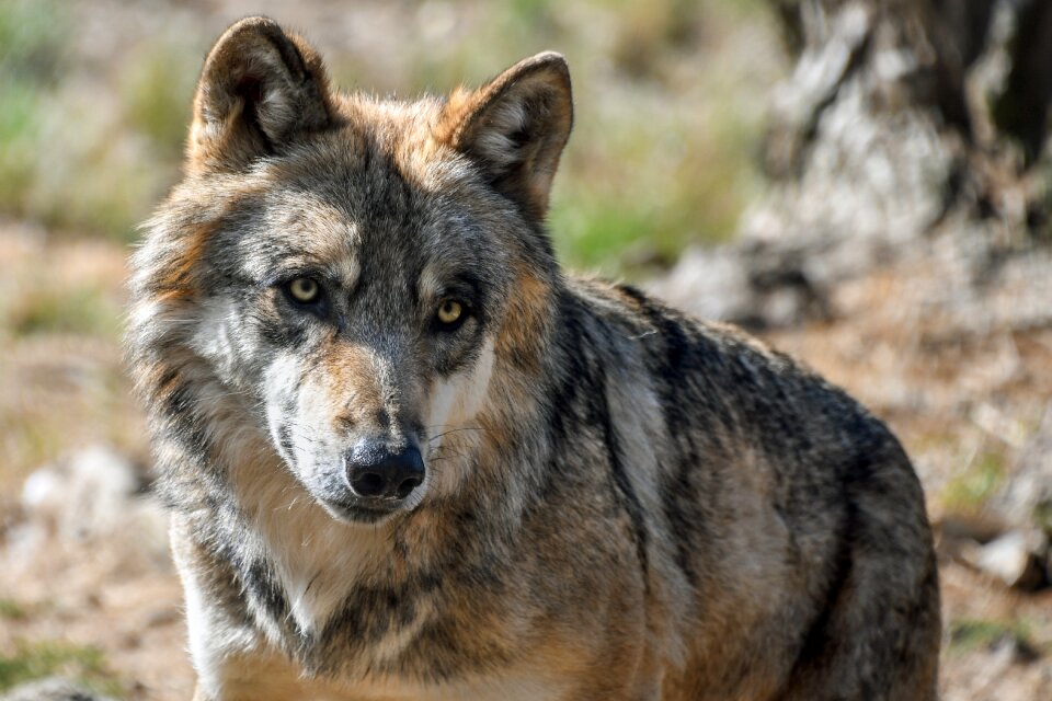 Grey predator wild animal