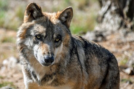 Grey predator wild animal