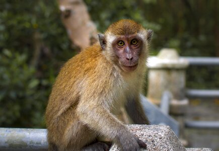 Macaque animal jungle photo