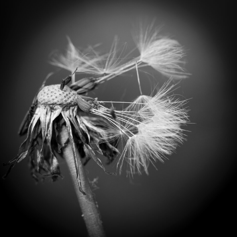 Dandelion black and white morbid