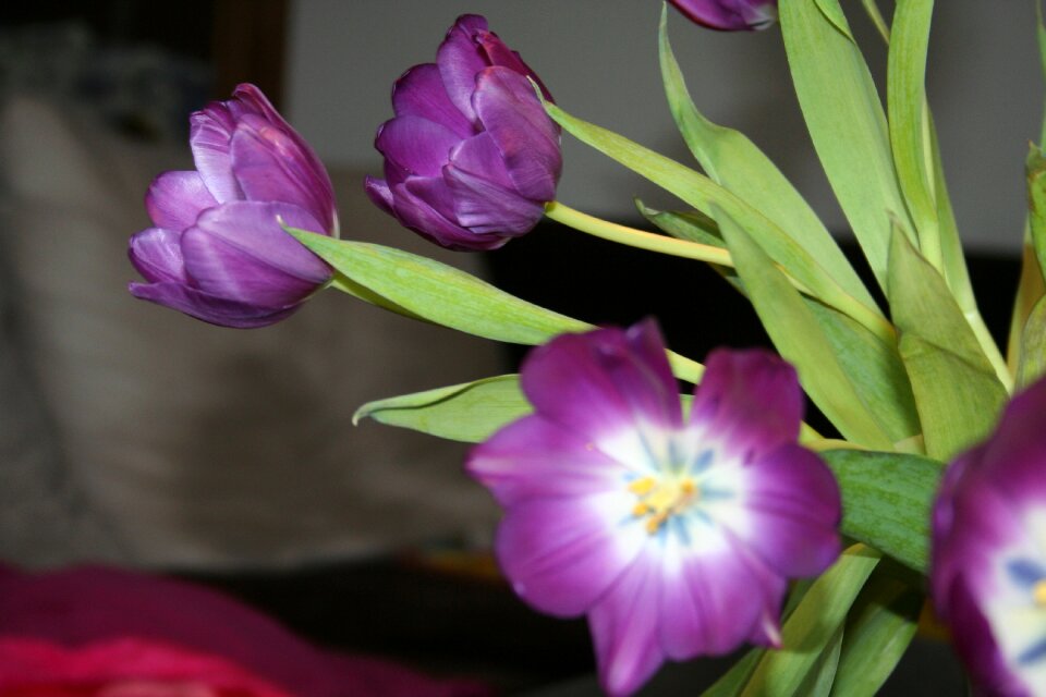 Flowers close up violet