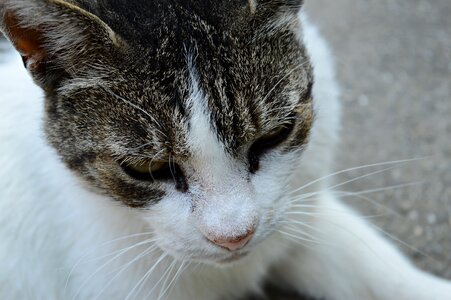 Pets white-grey cat tabby