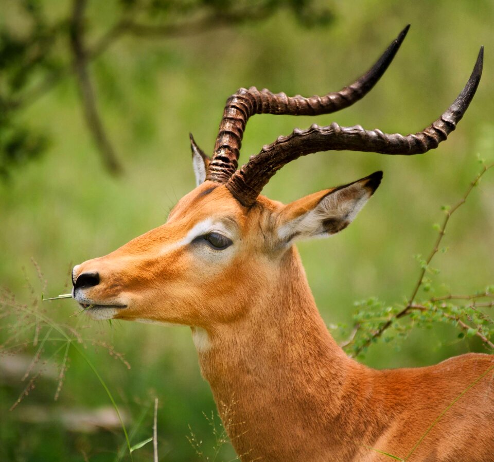 Close up gazelle face