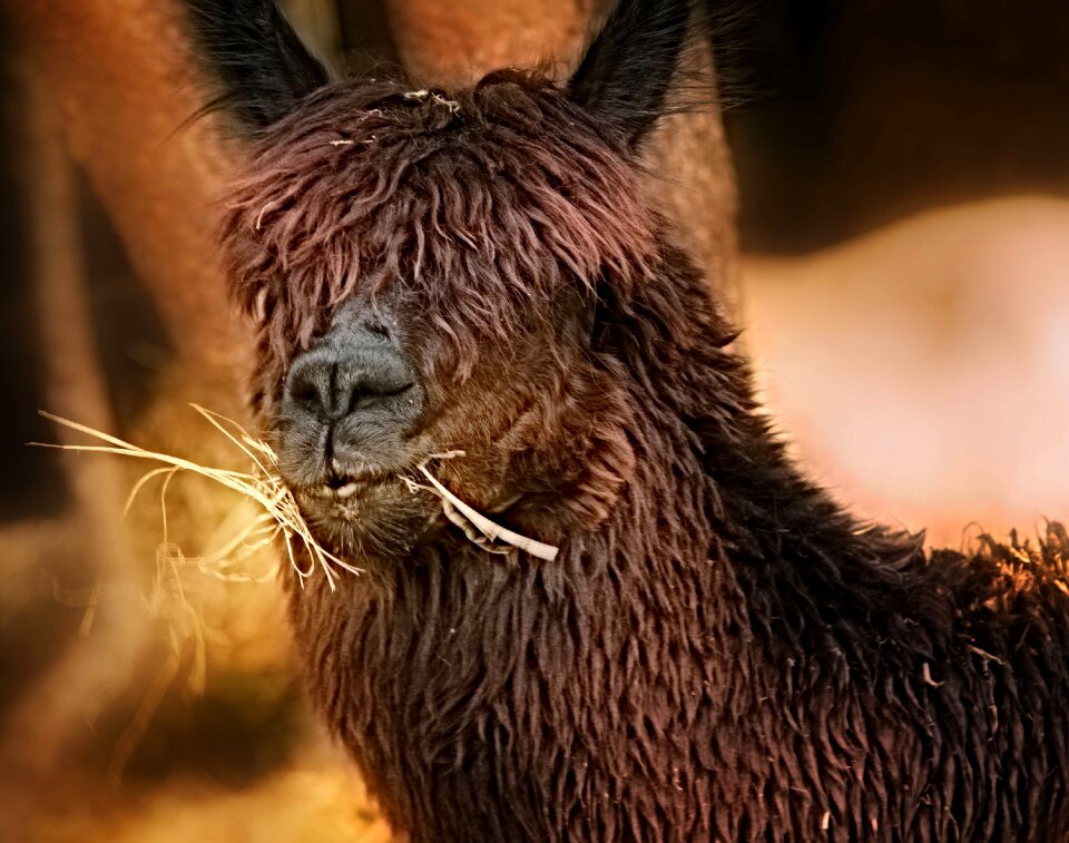 Andes argentina animal
