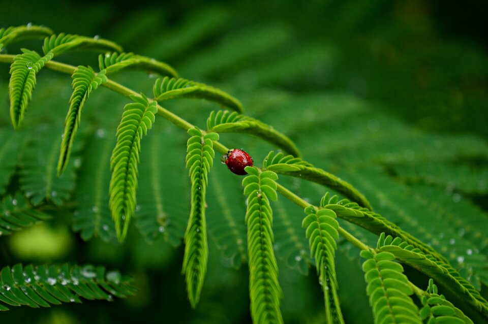 Leaves green ladybug
