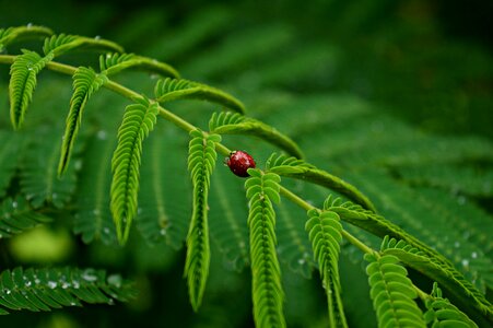 Leaves green ladybug photo