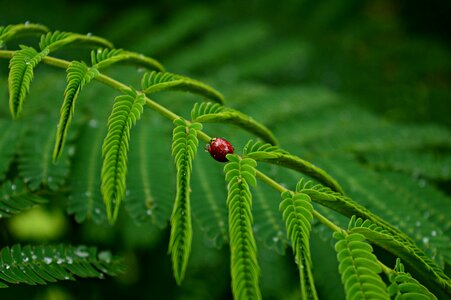 Leaves green ladybug